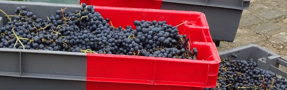 Coupe du raisin 2025